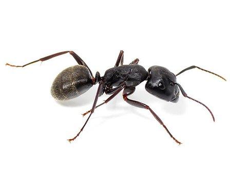  Crazy Ant